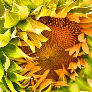 1005 Sunflower