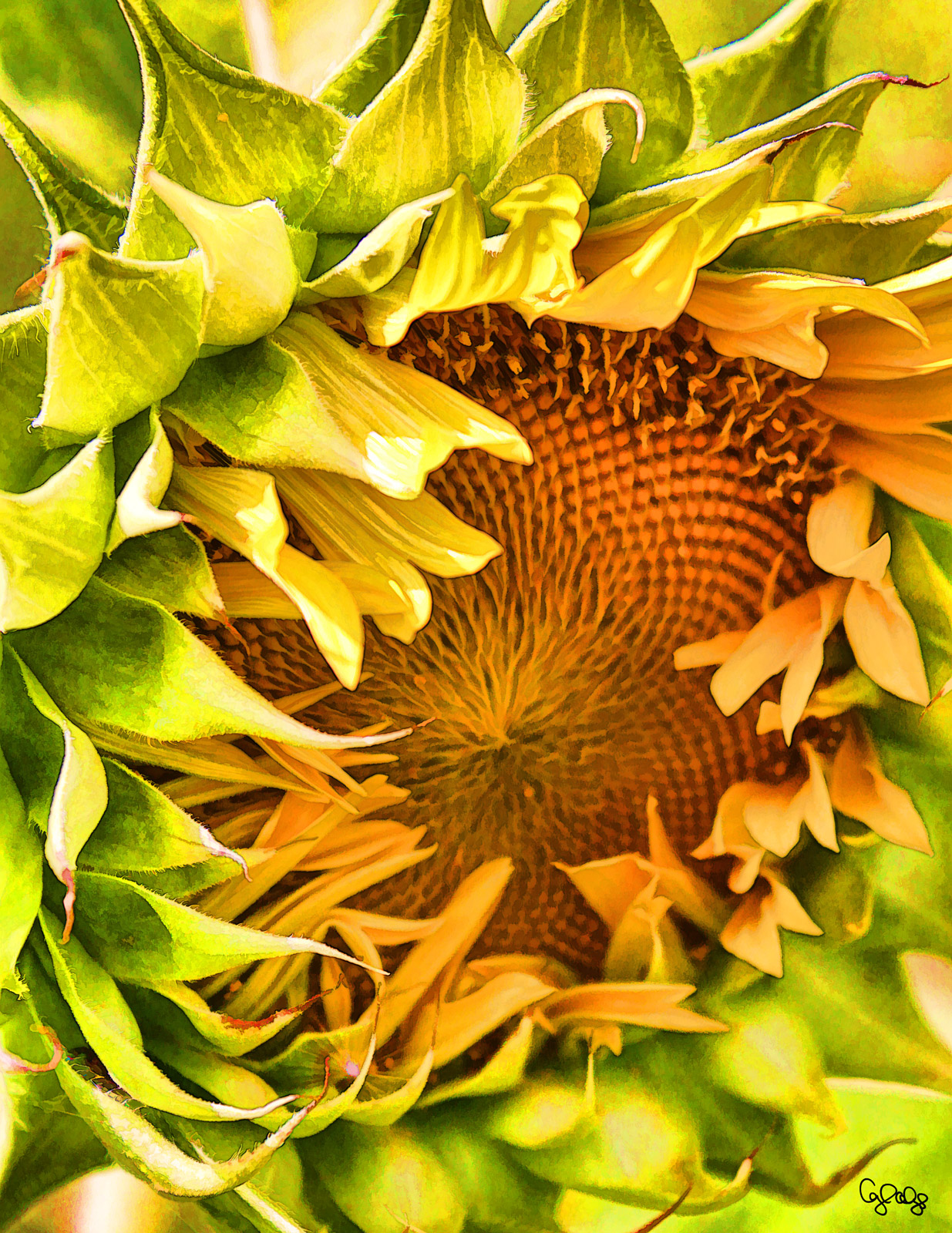 1005 Sunflower