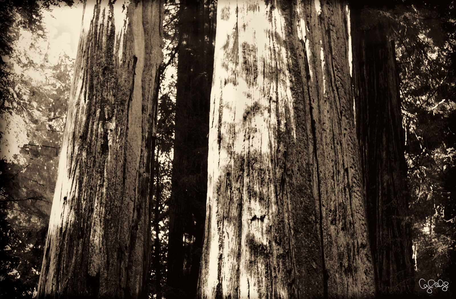 2006 Redwoods