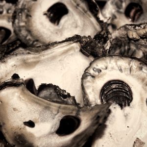 2011 Oyster Shells