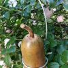 Large Bottle Gourd Birdhouse G-BH-1006 - Image 4